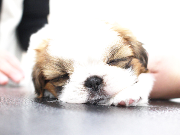 夜間部新2年生、子犬のお手入れ☆☆
